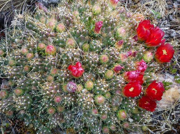 Os cactus florescem a mais de 4 mil metros de altitude, no trekking de Santa Cruz, na Cordillera Blanca, região de Huaraz - Peru